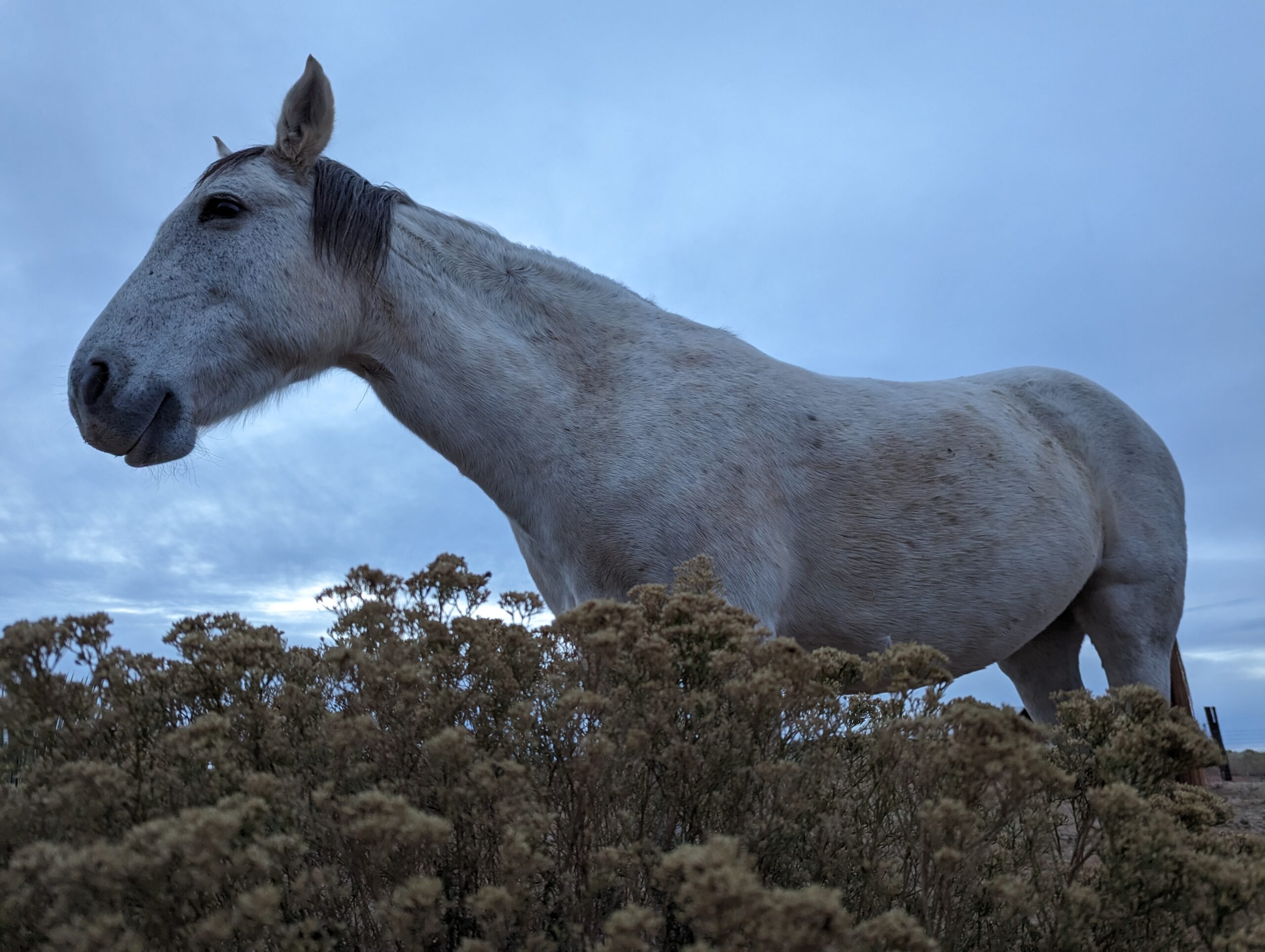 wild mustang mare grey wild